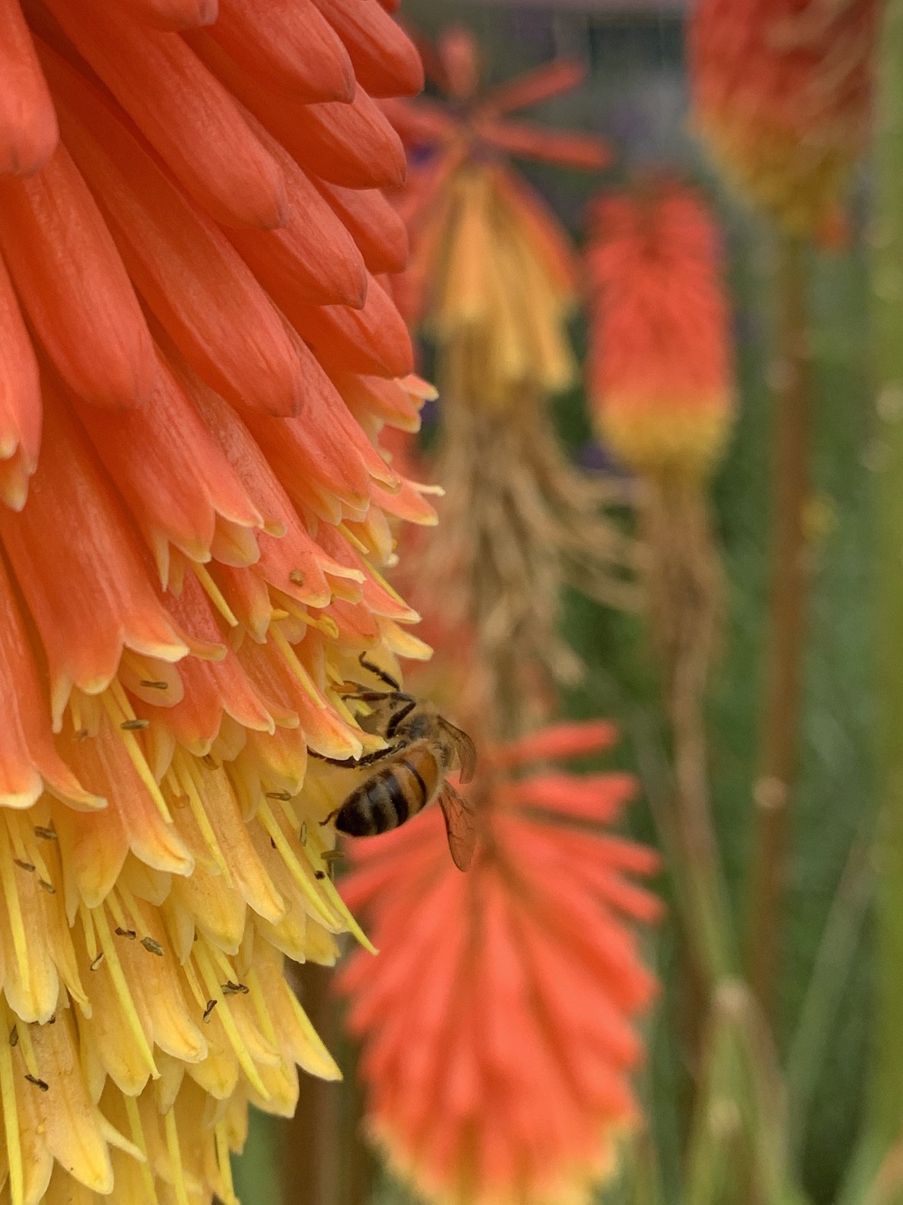 honeybee-orange-flower.jpg