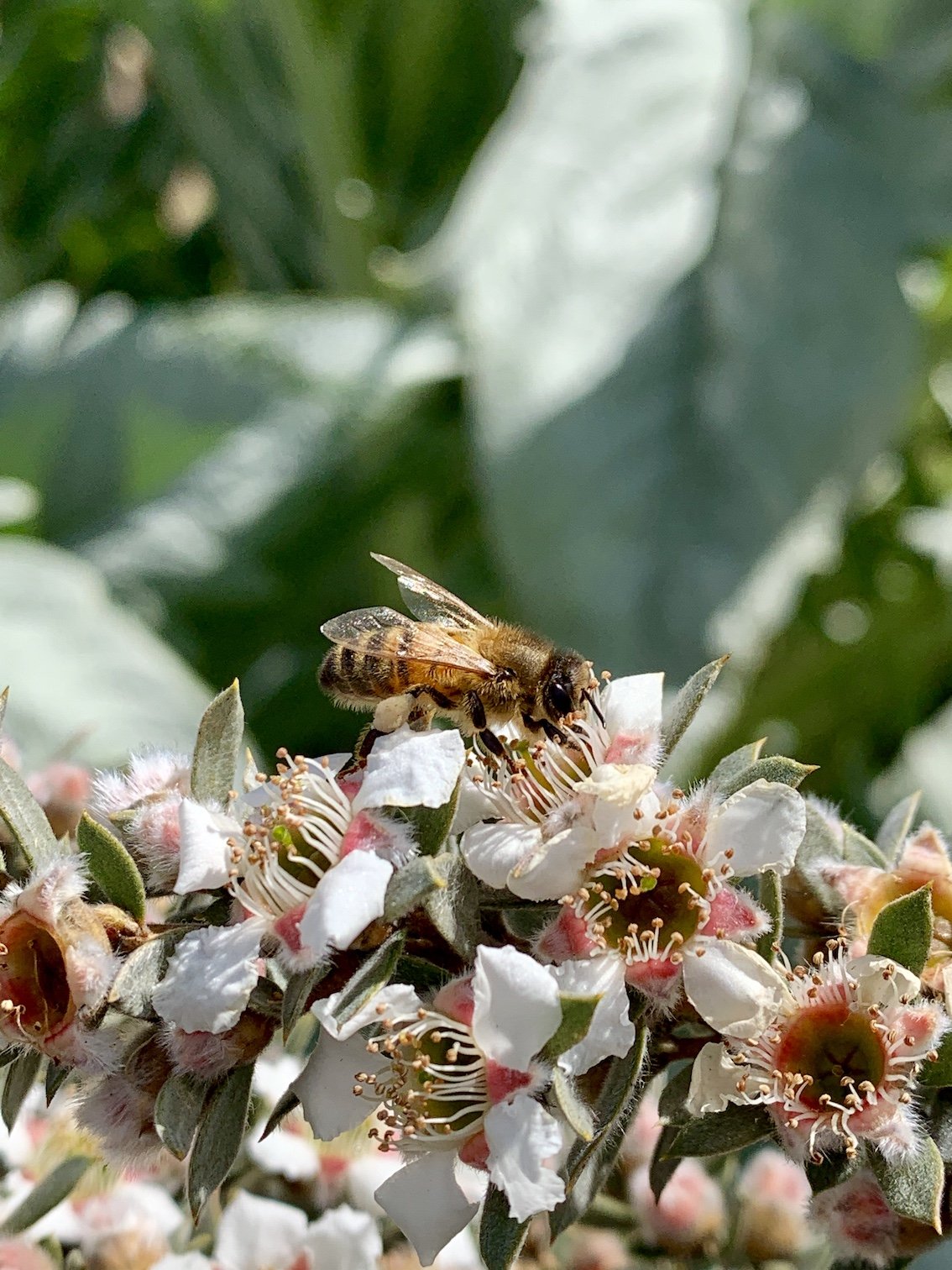 honeybee-manuka.jpg