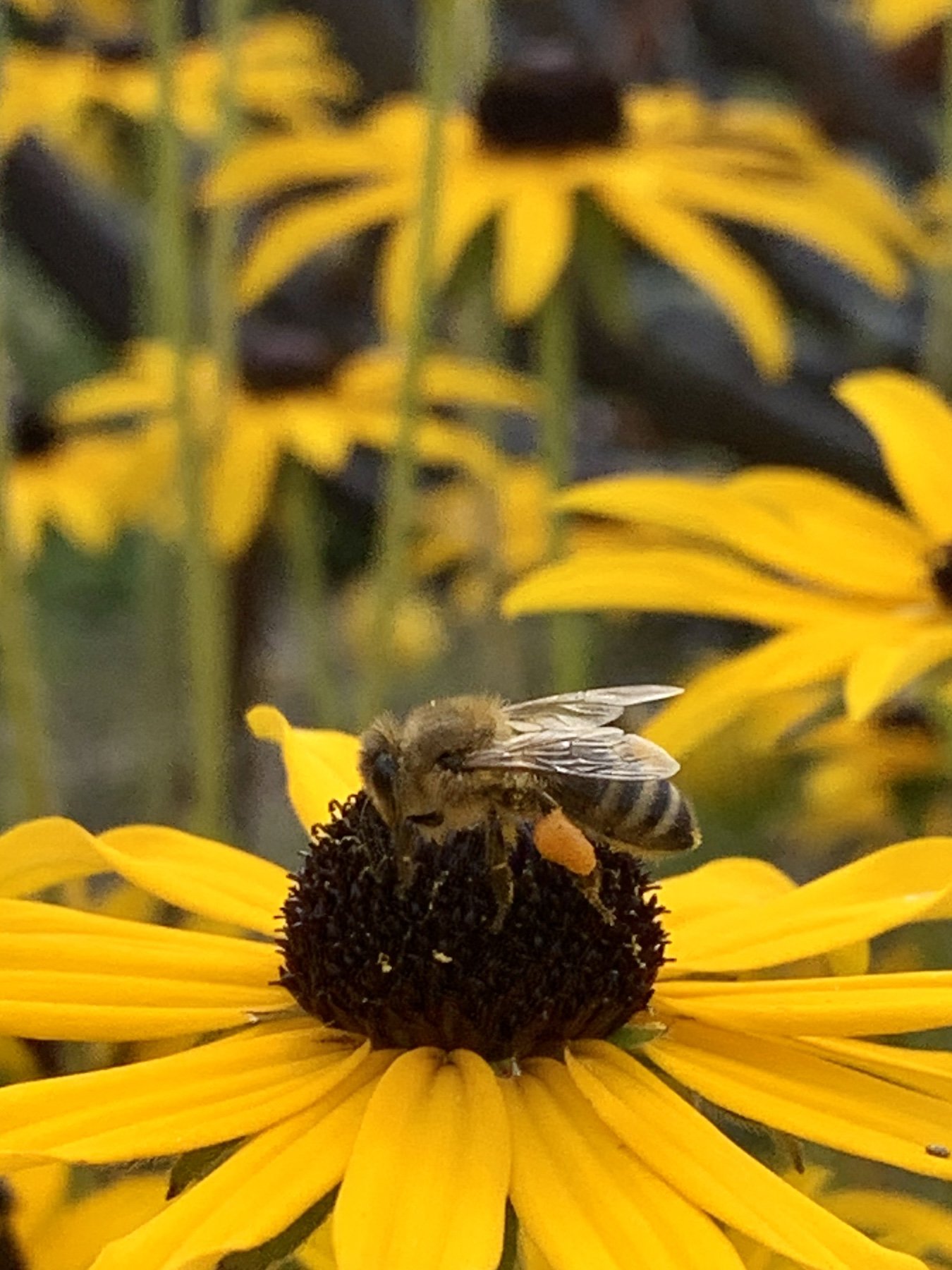 honeybee-rudbeckia.jpb.jpg