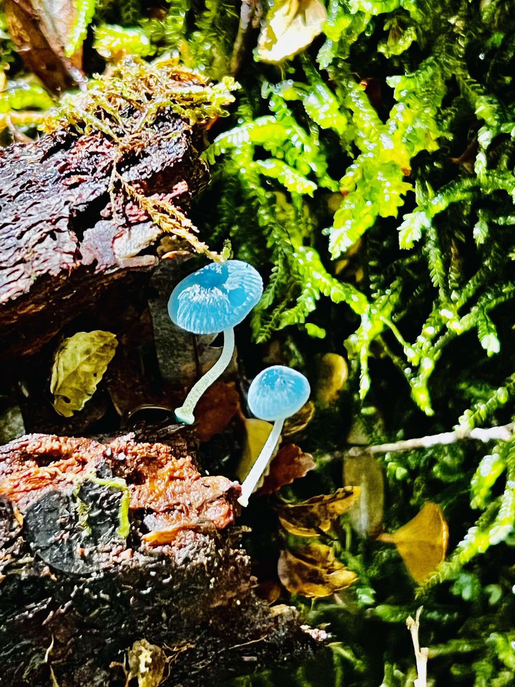 blue-mushroom.jpg