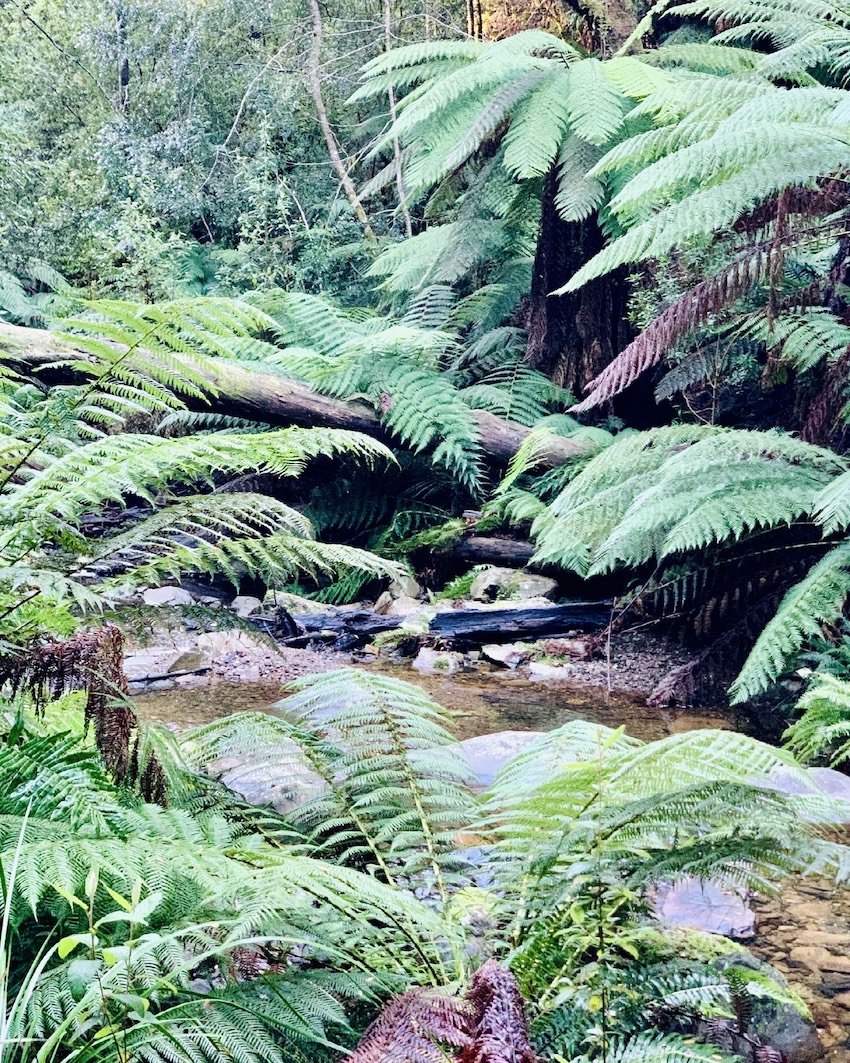 ferns-and-water.jpg