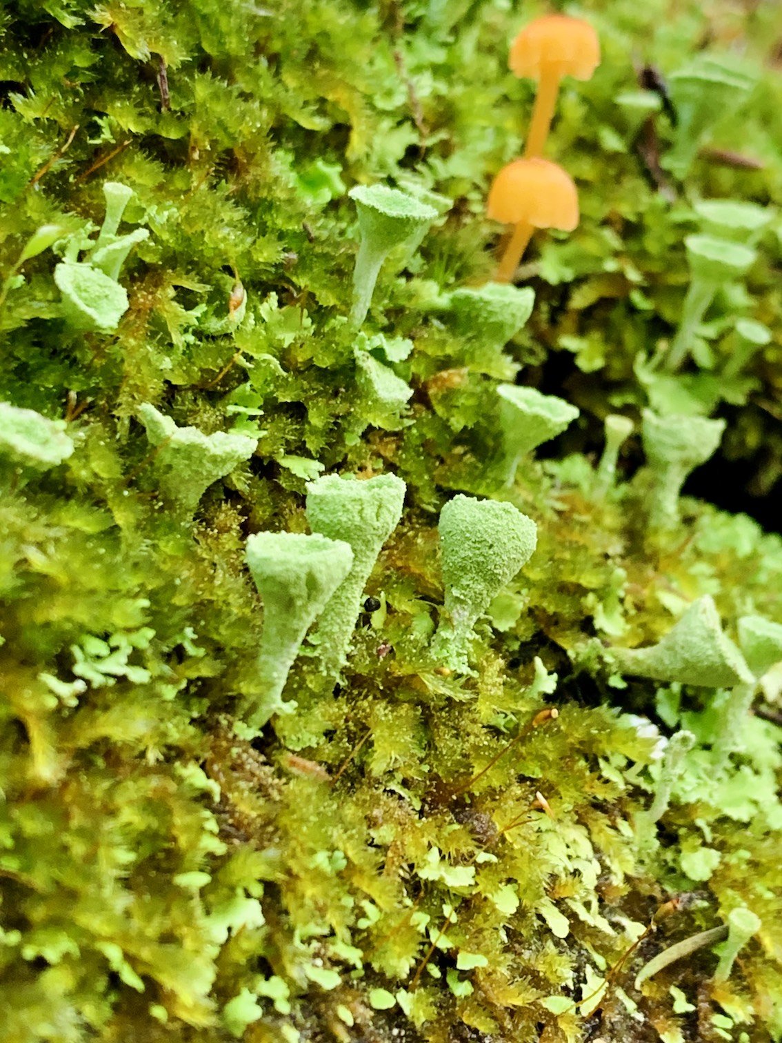 lichen-tiny-mushrooms.jpg