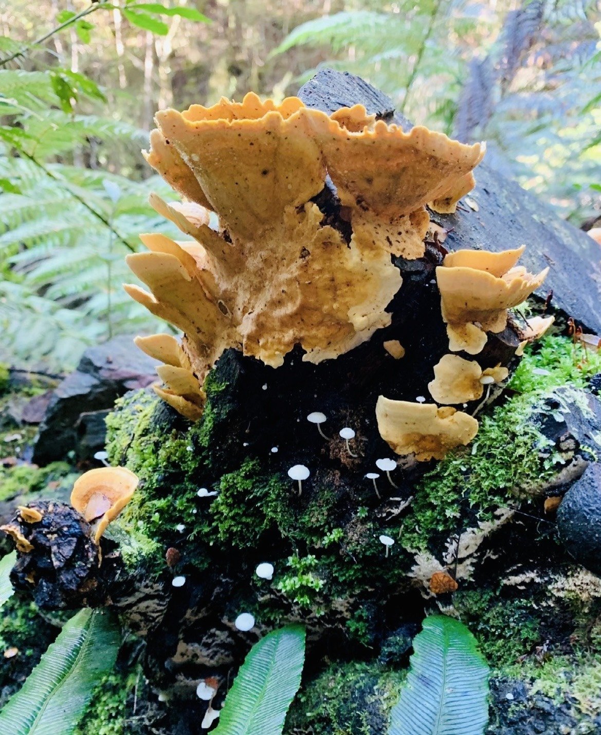 large-fungus-tiny-mushrooms.jpg