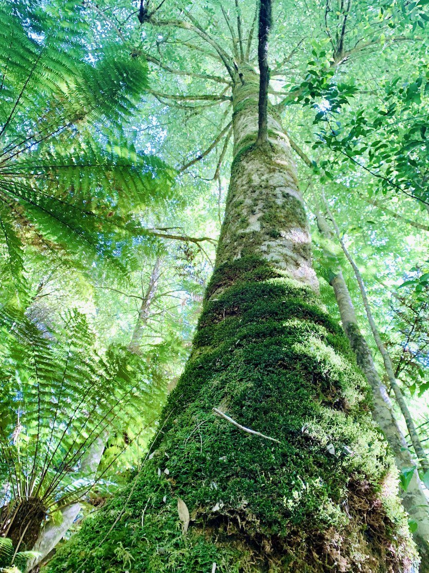 rainforest-tree2..jpg