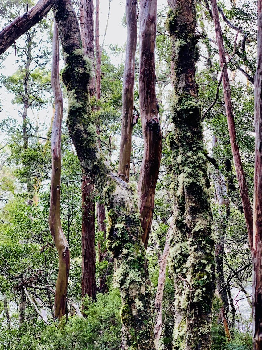 redtrunk-rainforest-trees.jpg