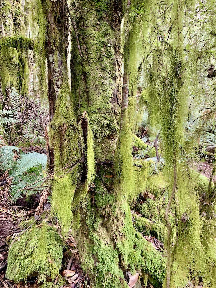 spanish-moss.jpg