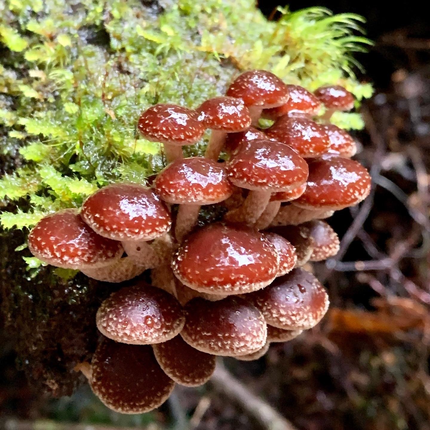 speckled-mushroom.jpg