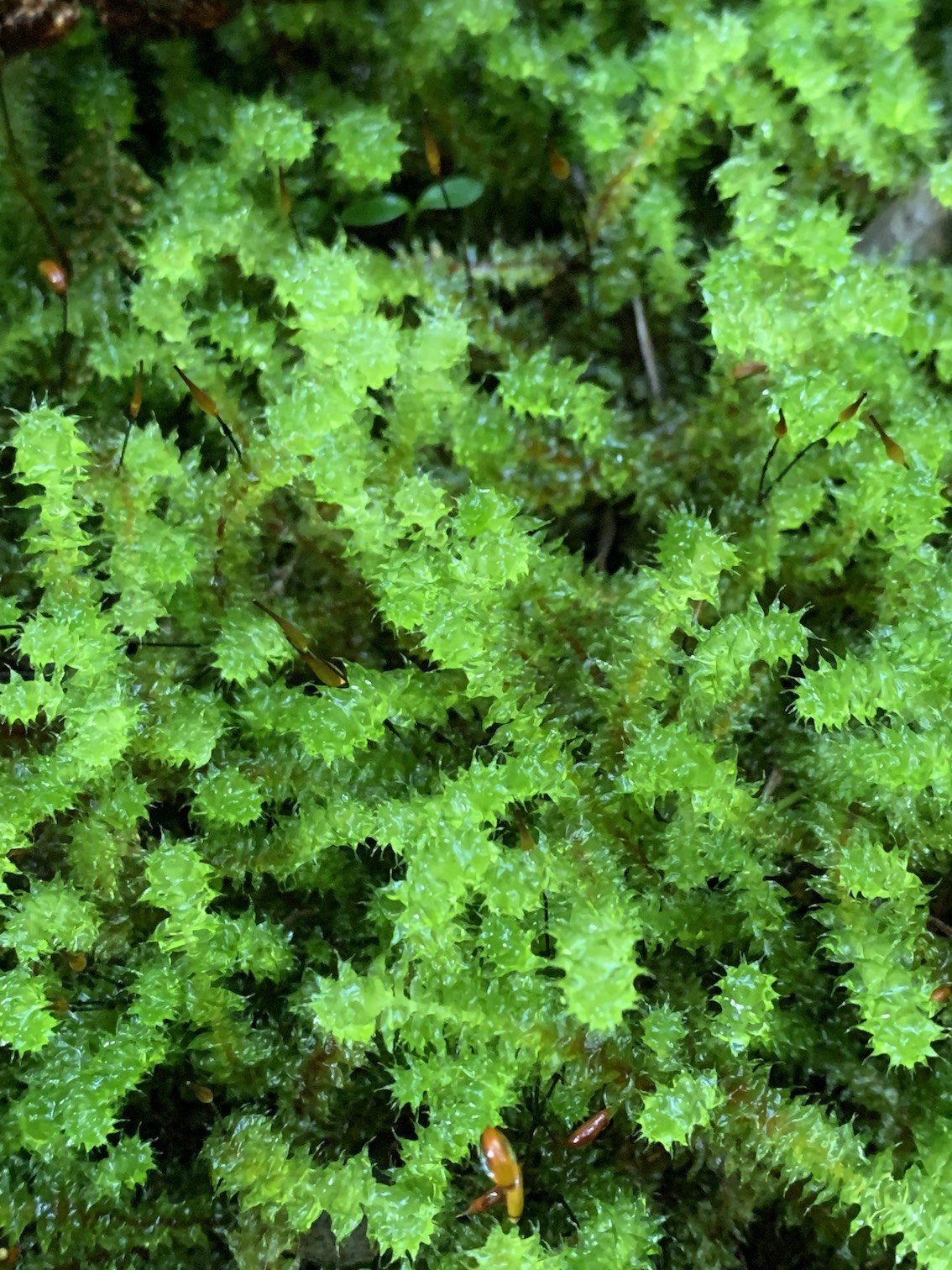 squiggly-moss.jpg