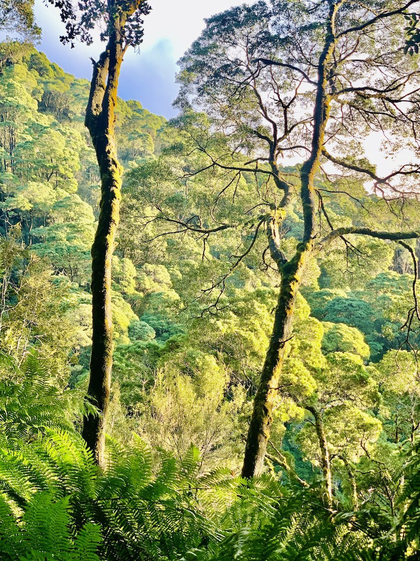 sunlit-rainforest.jpg