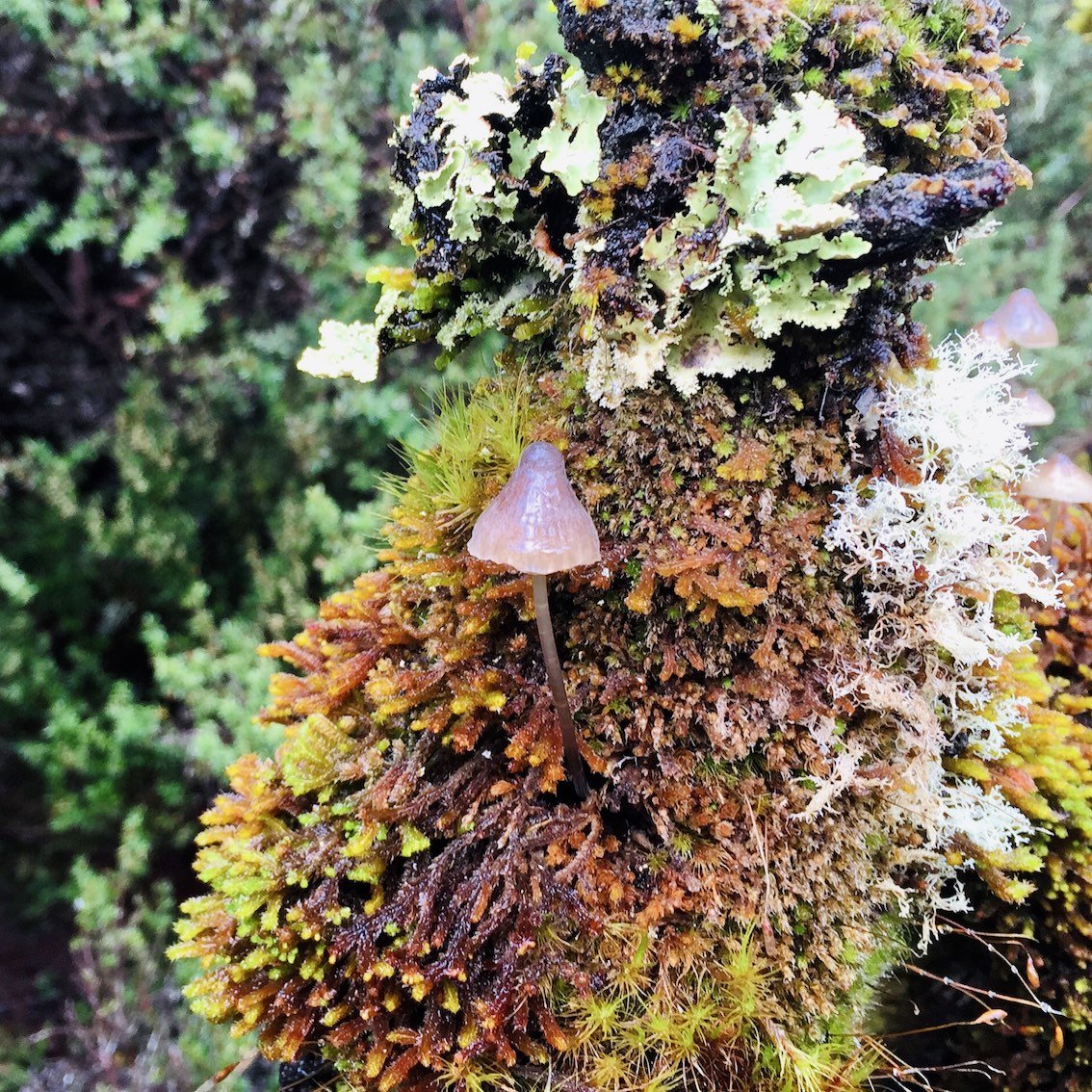 tiny-mushroom-lichen.jpg