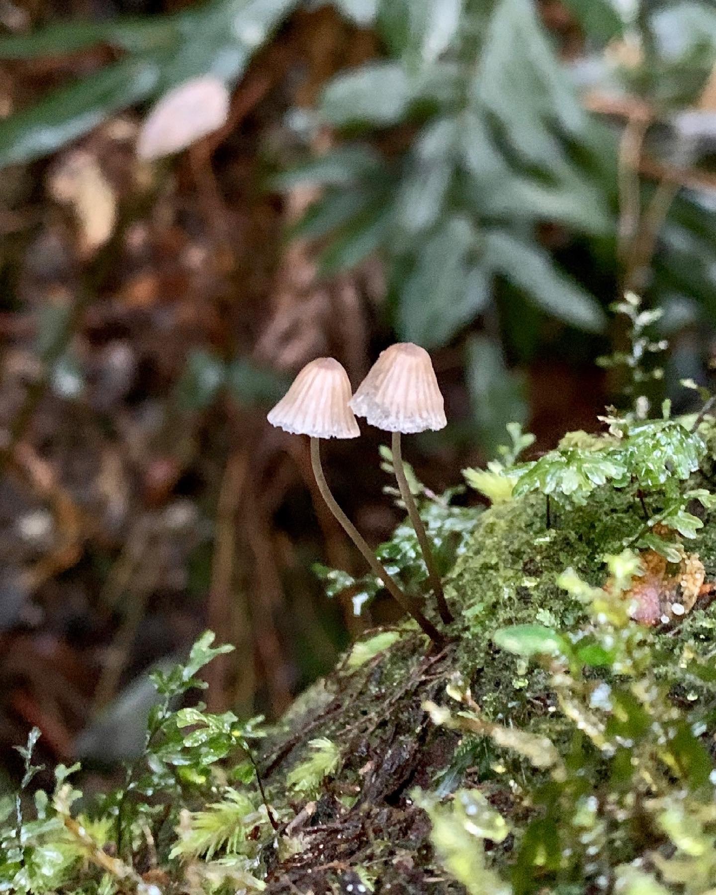 tiny-mushrooms-on-log.jpg