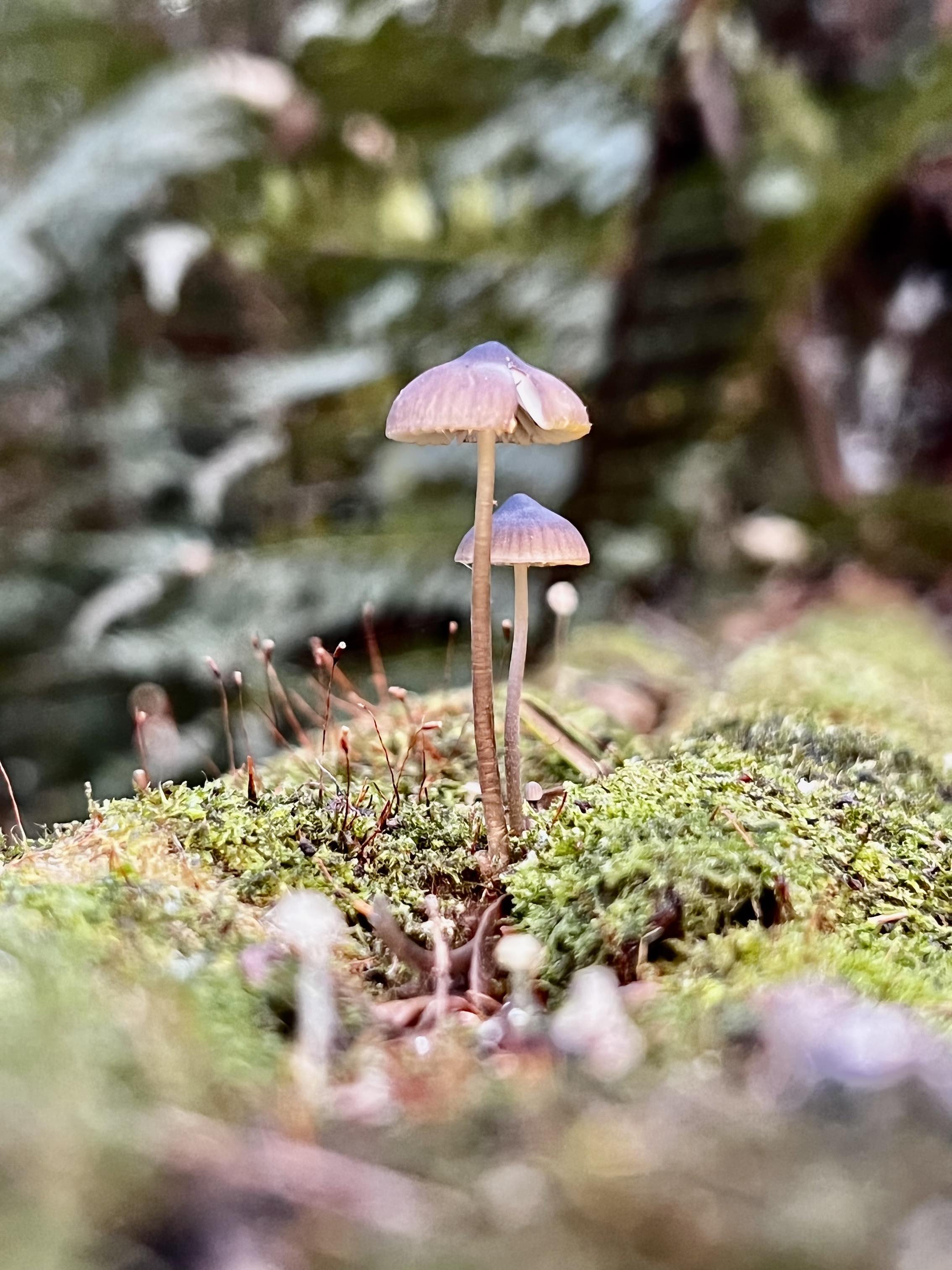 tiny-mushrooms.blurry.jpg