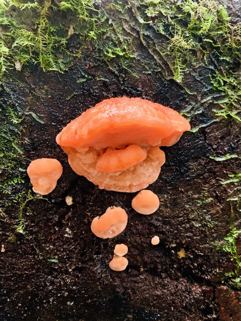 peach-fungi.jpg