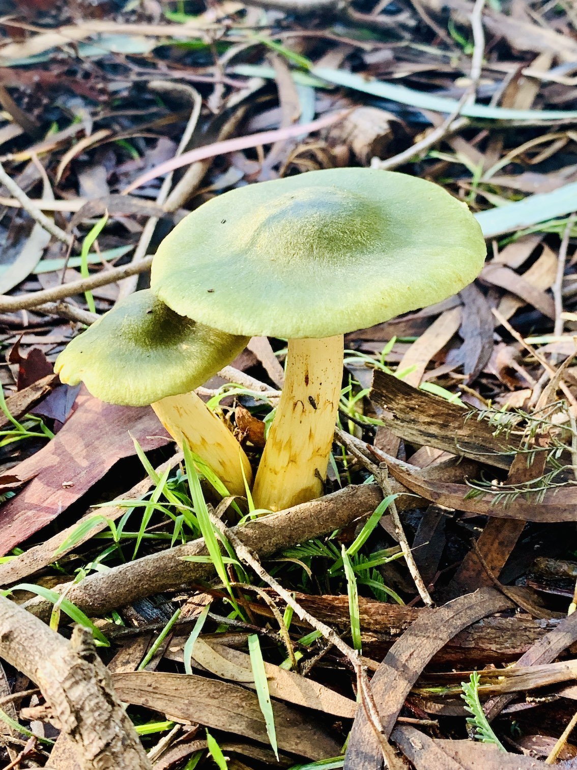 green-mushrooms.jpg