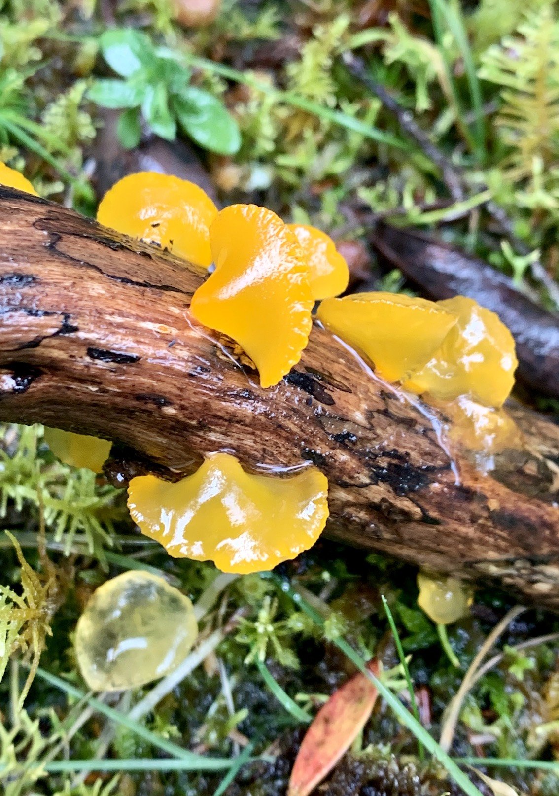 yellow-fungi.jpg