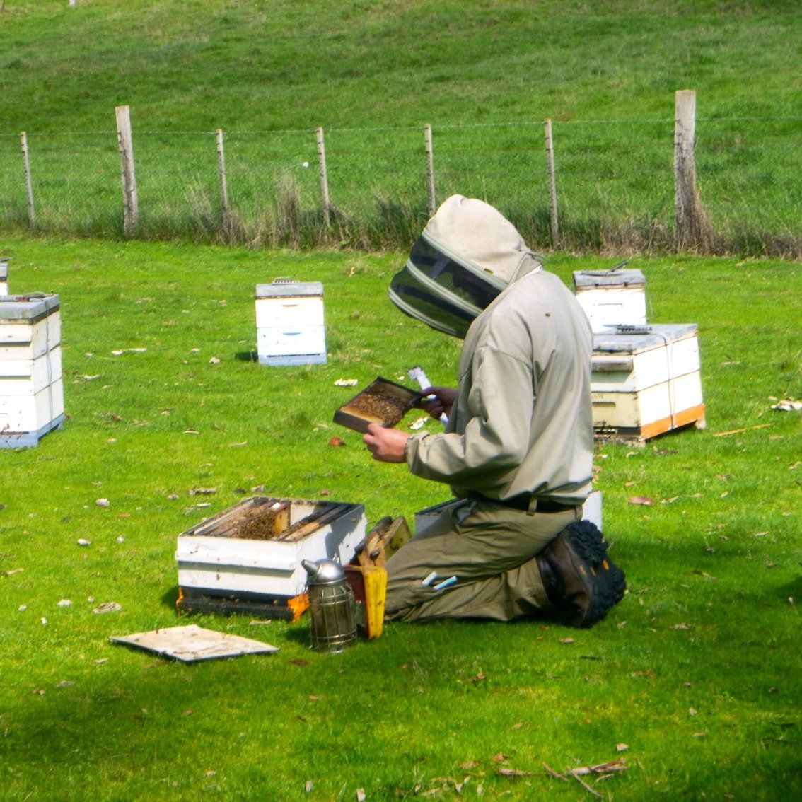 examining-beehive.jpg