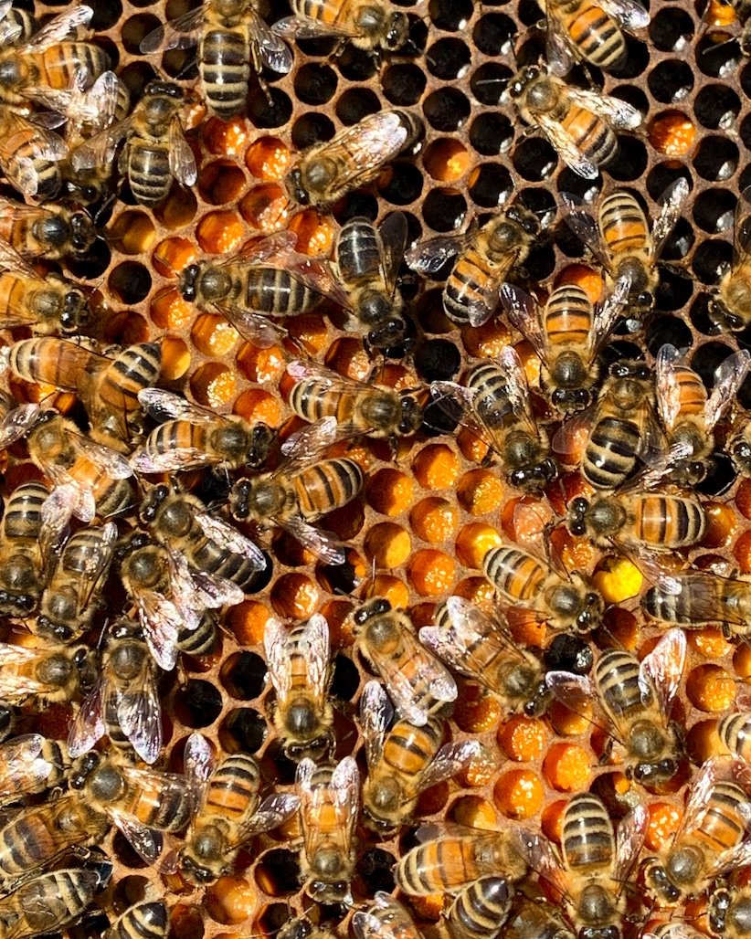 bees-pollen.jpg