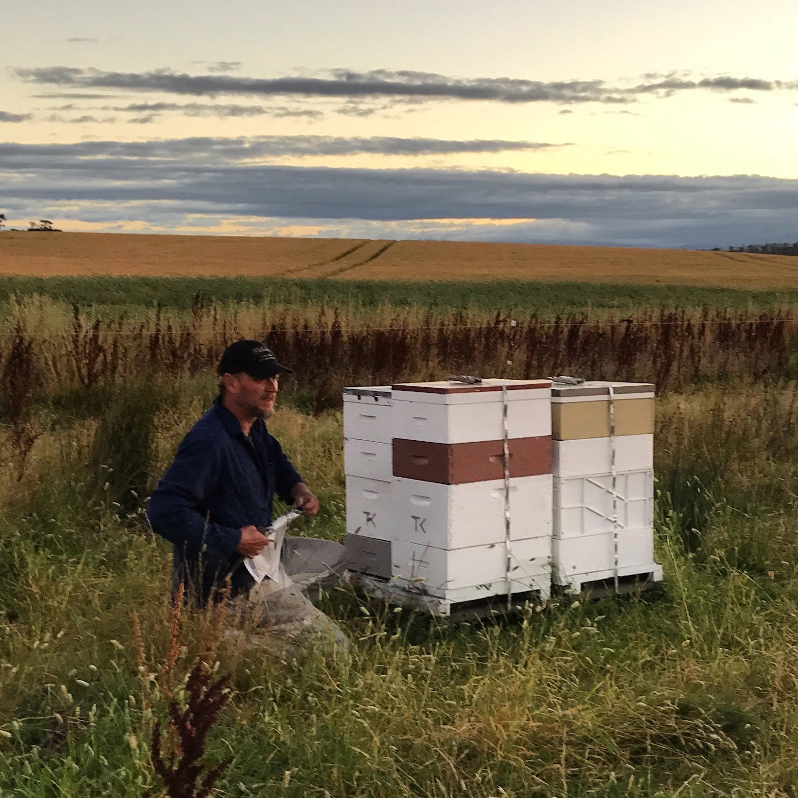 beekeeper-wheatfield.jpg