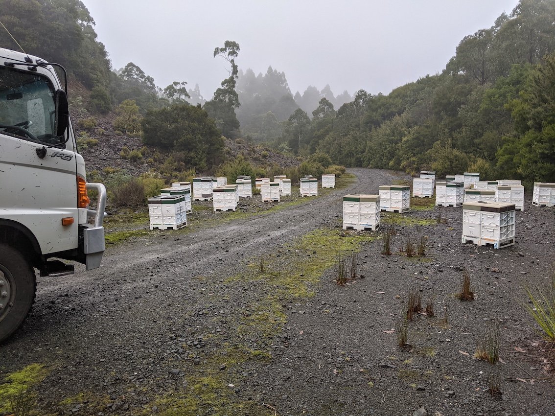 foggy-westcoast-beekeeping.jpg