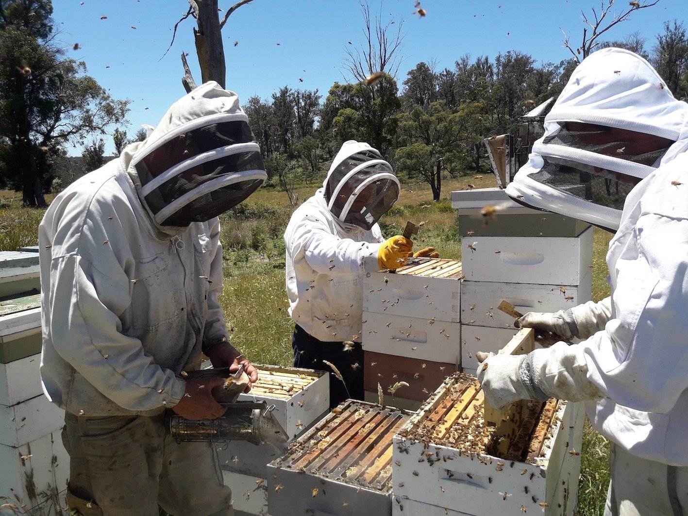 legana-beekeeping2.jpg