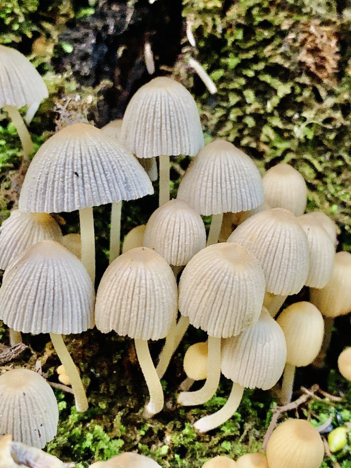 fluffy-mushrooms.jpg