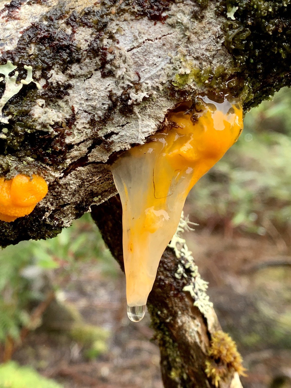 orange-slime-fungus.jpg