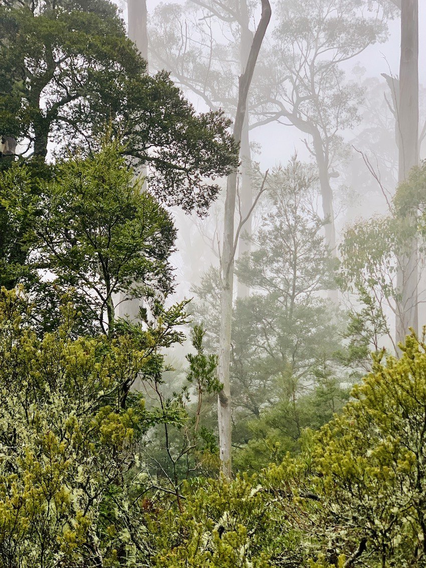 rainforest-fog.jpg