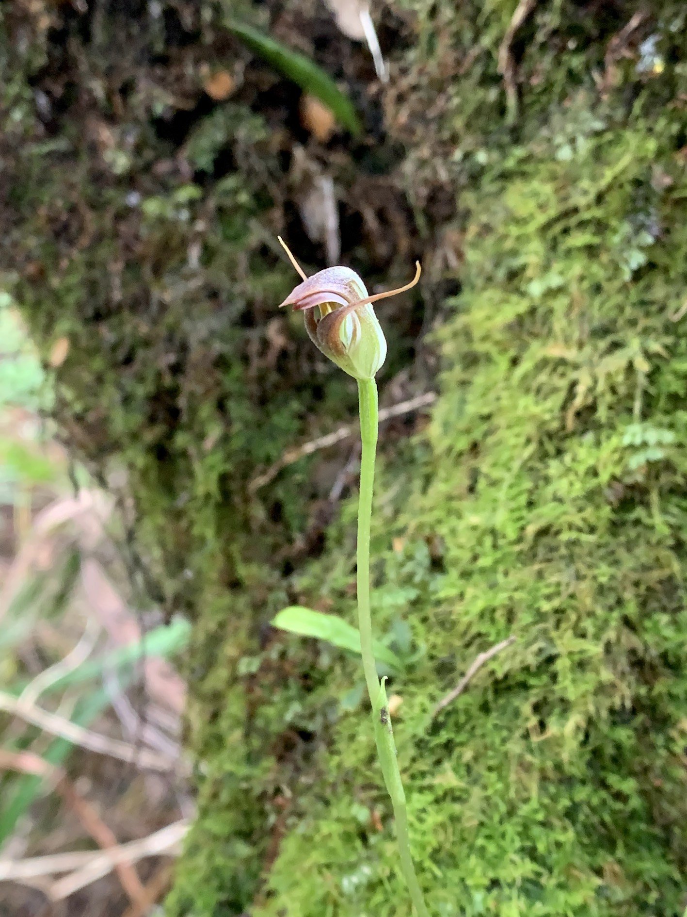 rainforest-orchid.jpg
