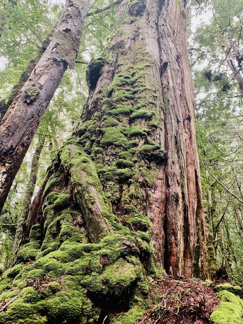 rainforest-tree-moss.jpg