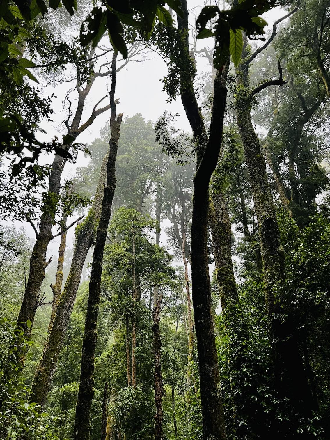 rainforest-trees2.jpg