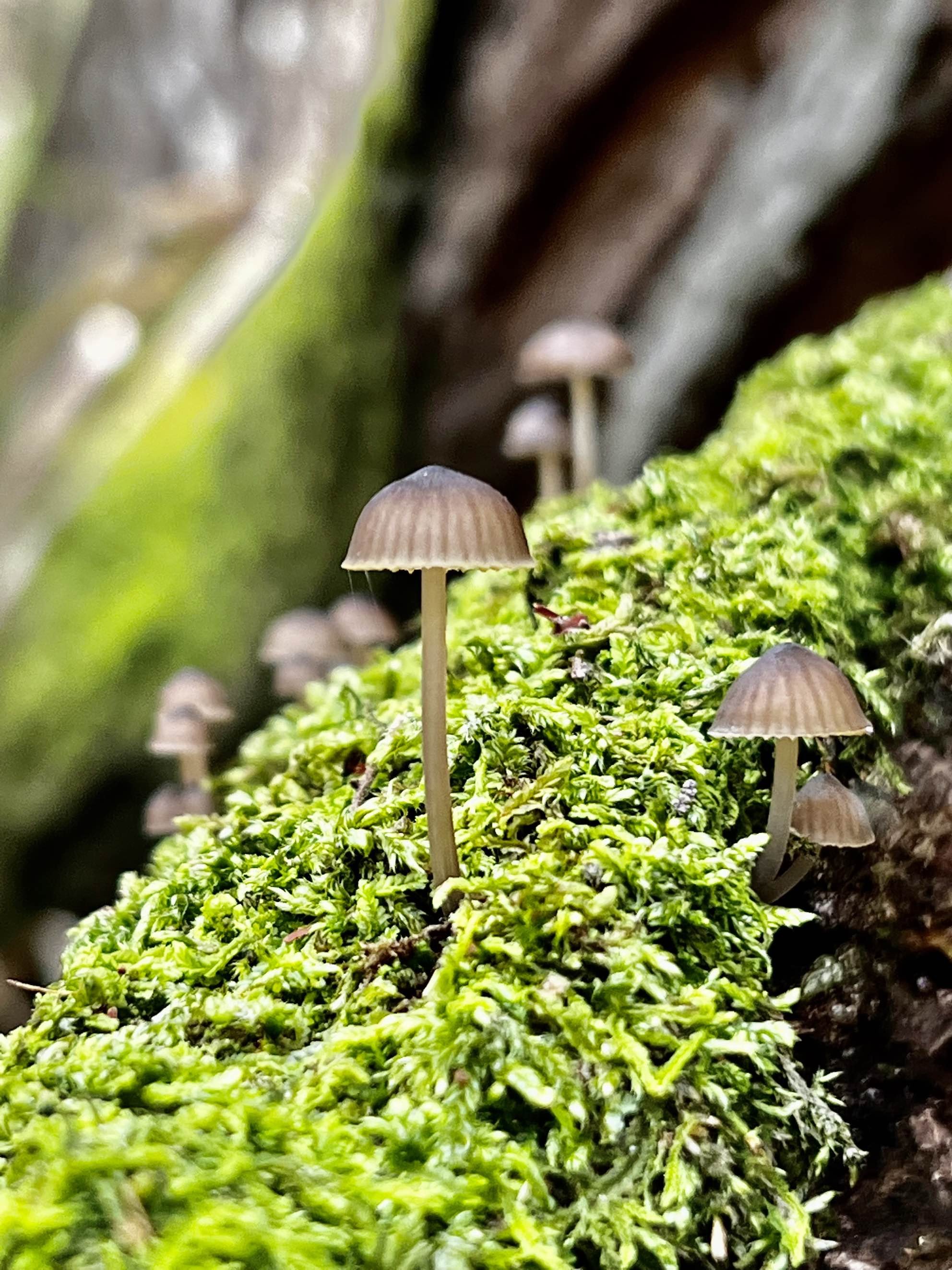 small-mushrooms-moss.jpg