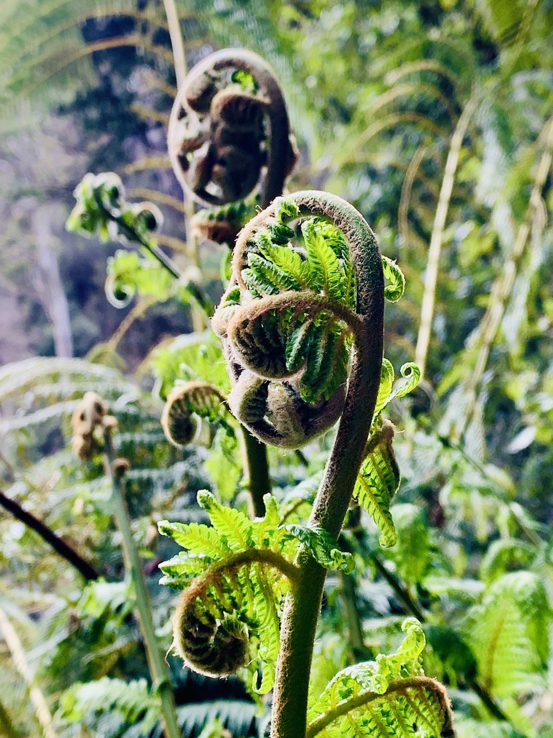 unfurling-fern.jpg