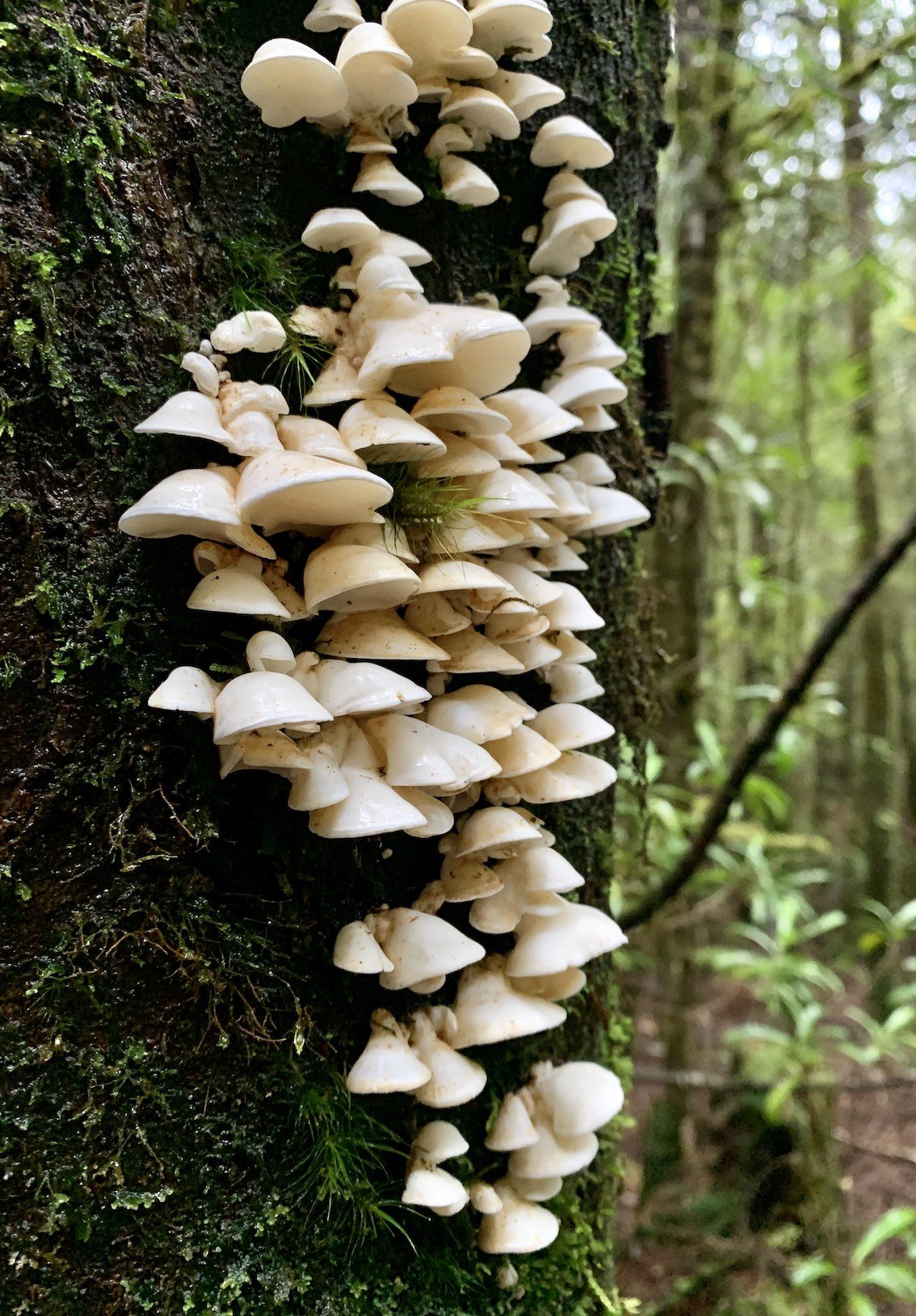 white-mushrooms-trunk.jpg