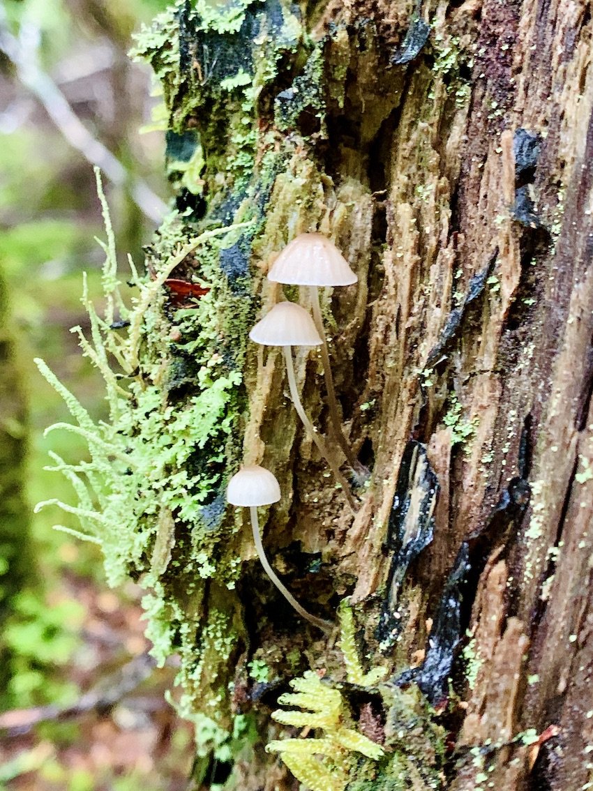 tiny-mushrooms-on-tree1.jpg