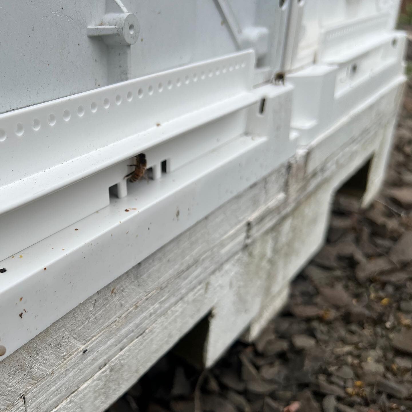 The European wasps have been horrible this autumn! 😱 Luckily, we have these fabulous entrance enclosures which can be used in this way to keep the entrances very small so the bees can easily keep out unwanted predators (like the wicked wasps) - or t