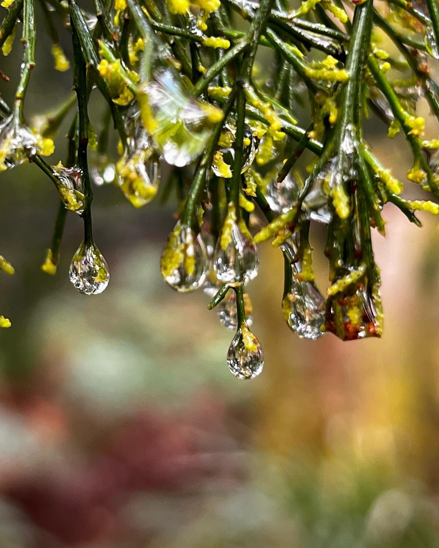 A study in forest raindrops&hellip;