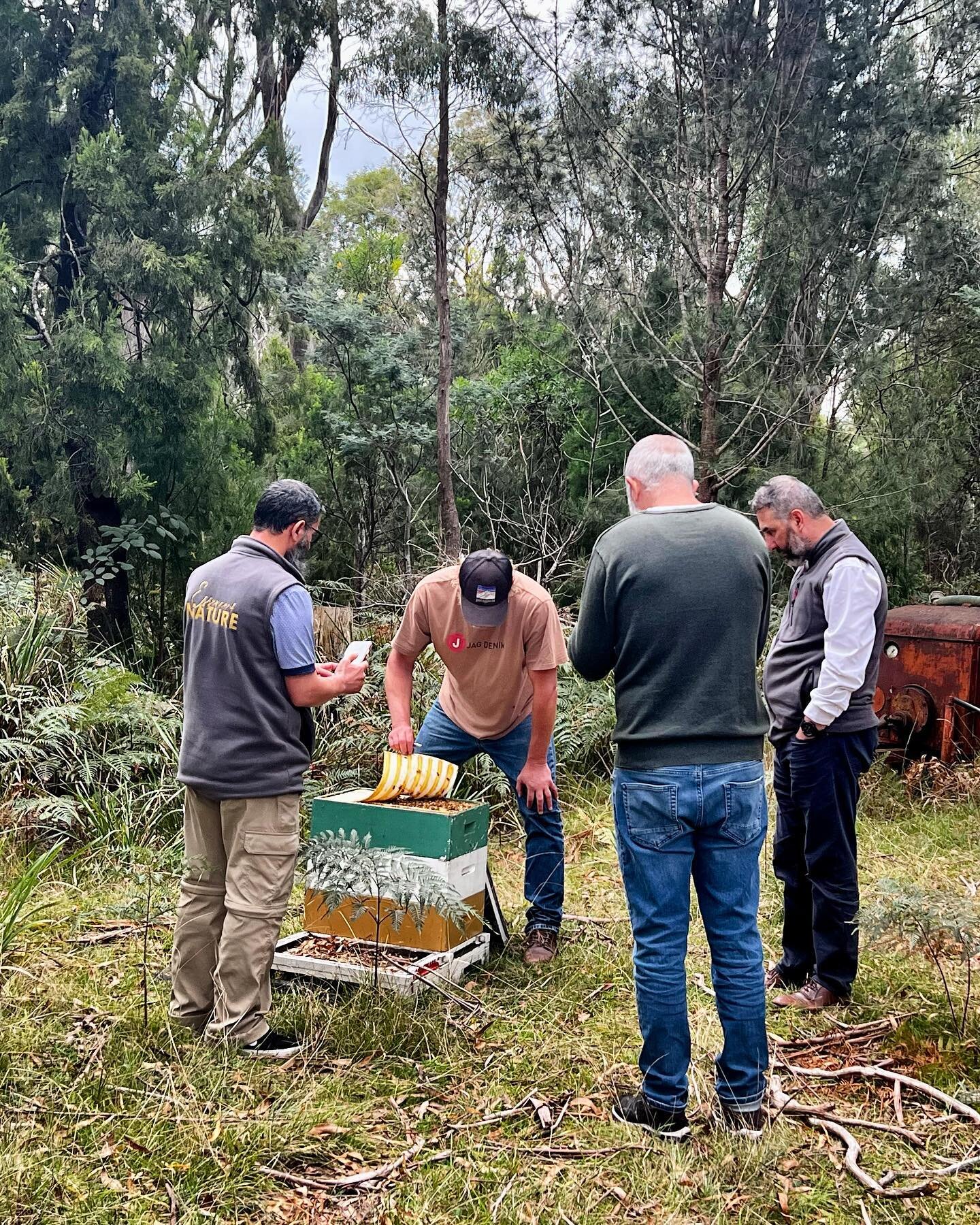 One of our bulk buyers from the mainland brought his team down to Tassie&hellip; We opened the only hive we have on the home property at the moment (a friend&rsquo;s - queen genetics we introduced). Not hard to impress non- beekeepers. 😂