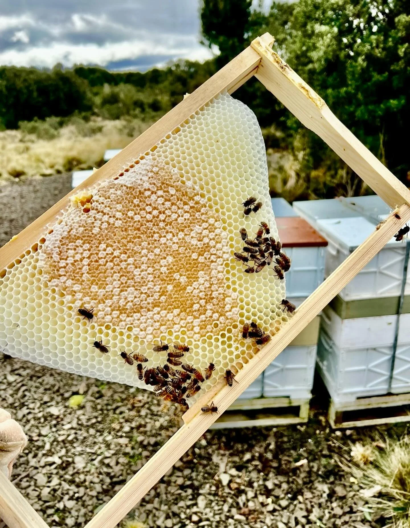 Hey everyone, we&rsquo;ve got a few pieces of delicious, natural honeycomb on offer @harvest_launceston Saturday. Come early, it goes quickly!

We have been using comb made by our bees for years now (not foundation from who knows where). Sometimes th