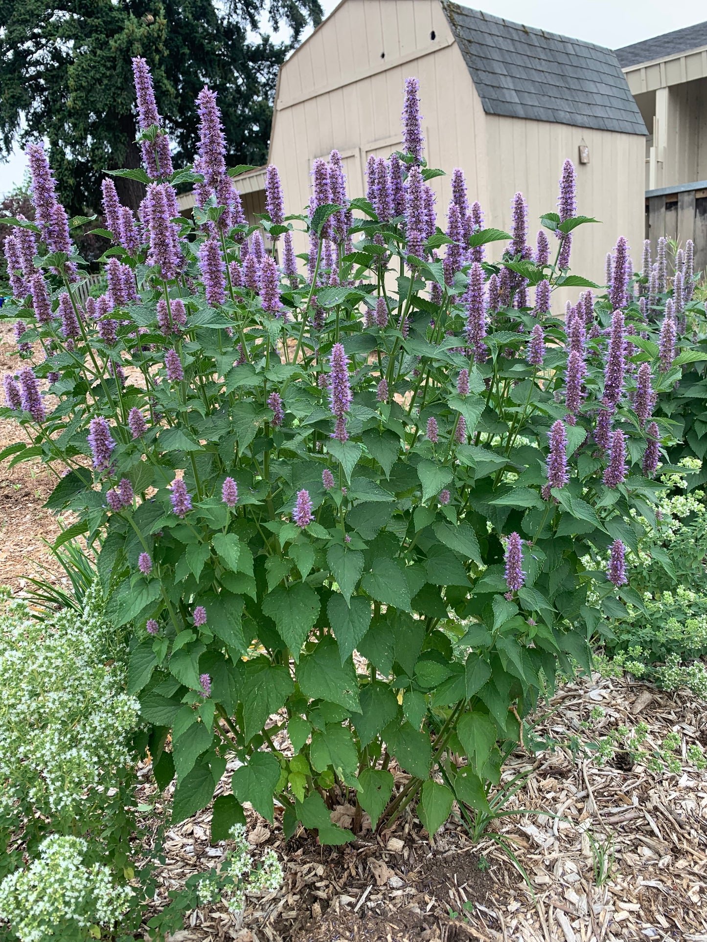 anise hyssop.jpeg