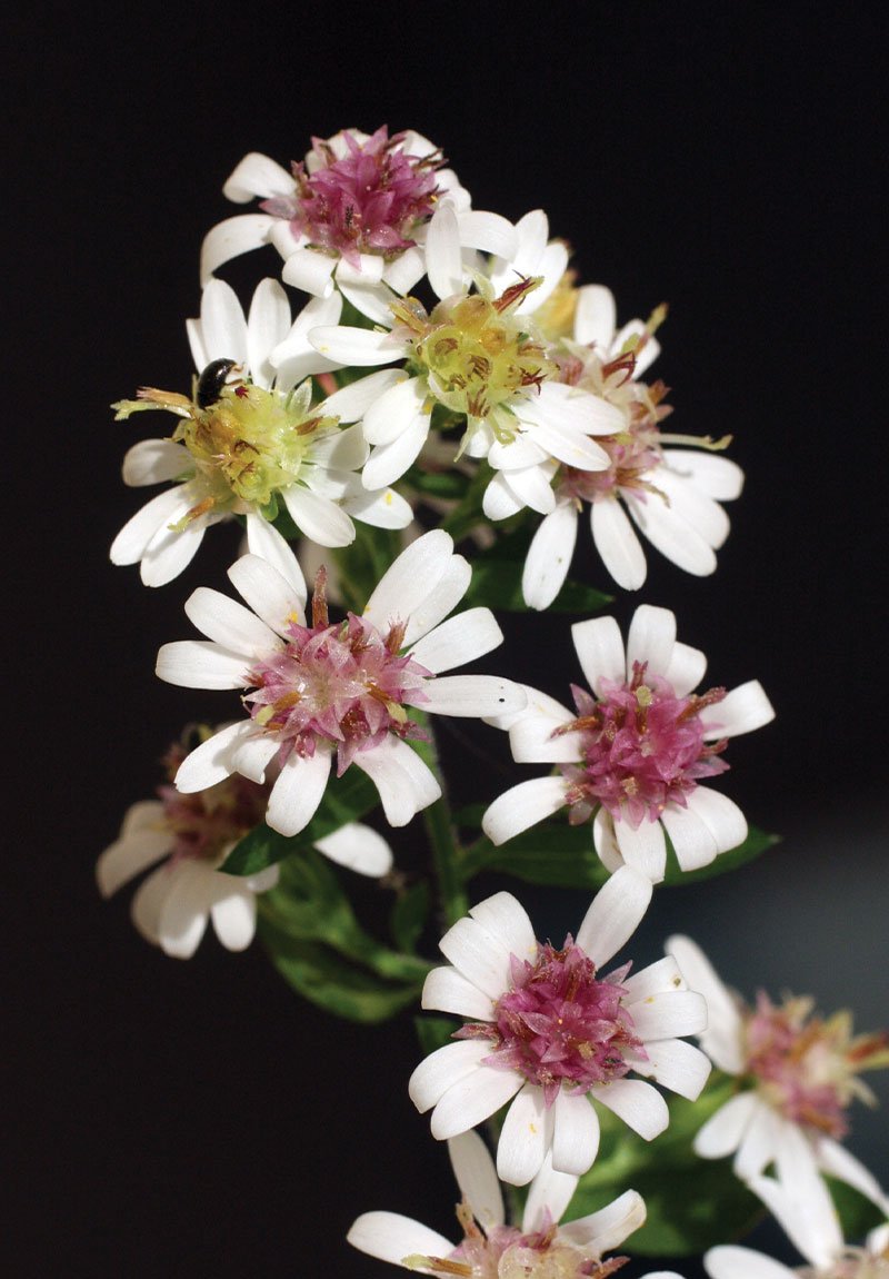 calico aster.jpeg