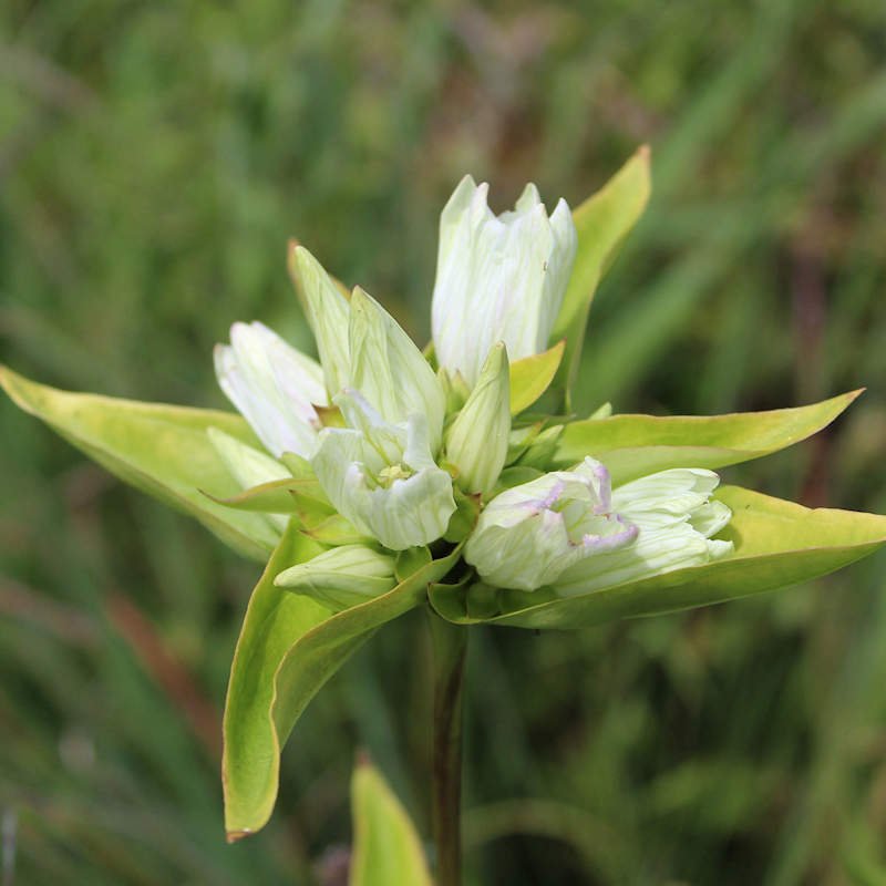 Cream Gentian.jpeg
