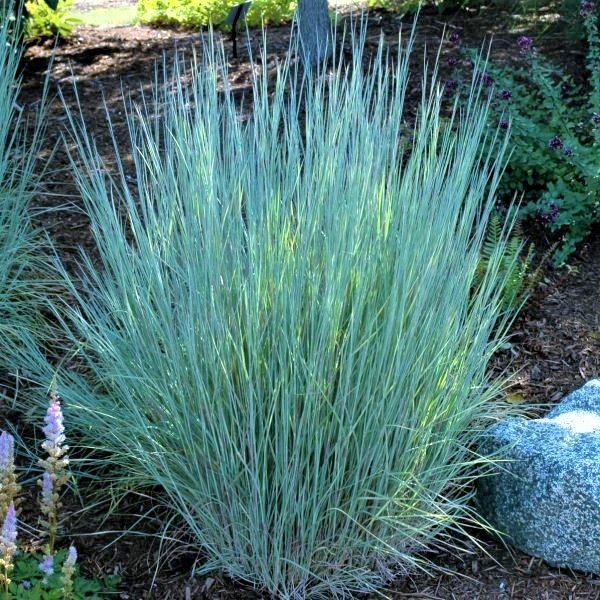 little bluestem.jpeg