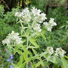 clustered mountain mint.jpeg