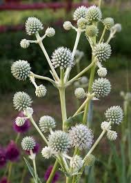 rattlesnake master.jpeg