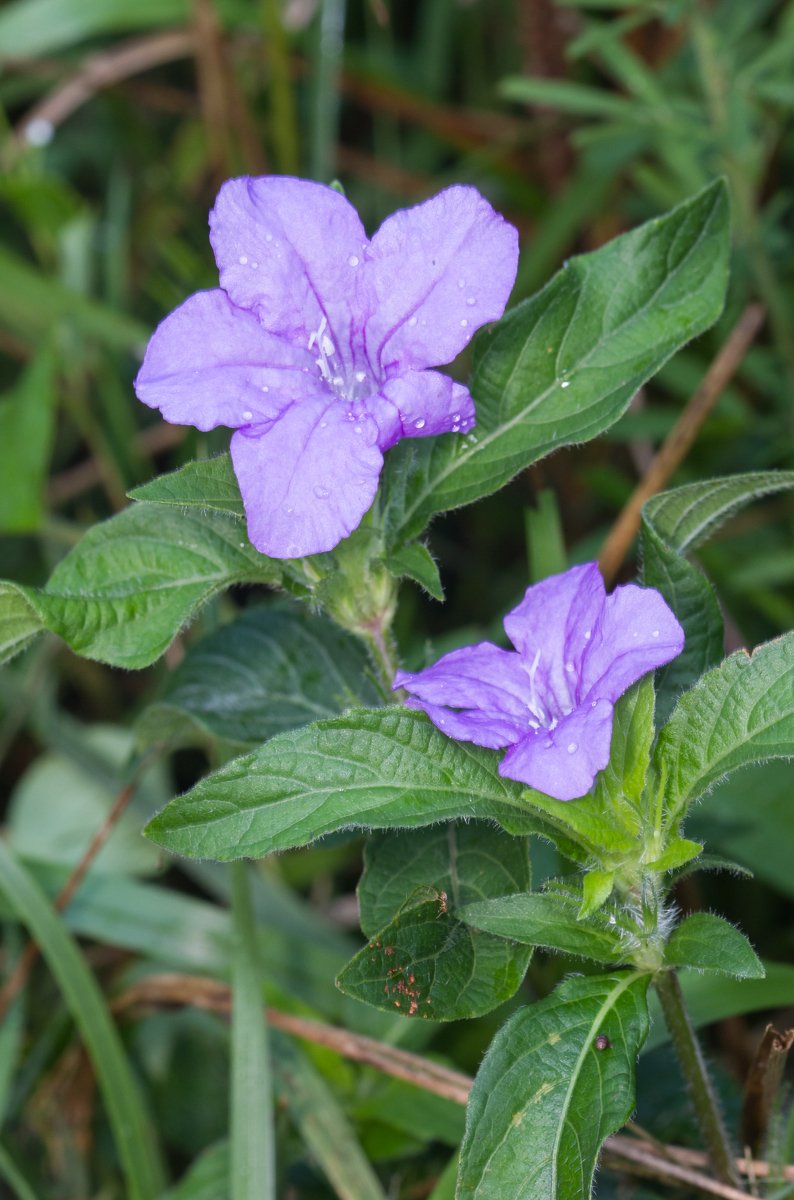 wild petunia.jpeg
