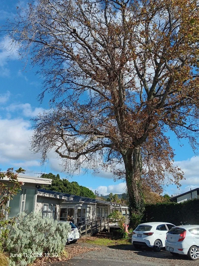 News about the oak tree at our Whangārei office