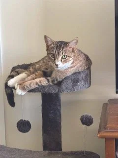 A small tabby cat on top of a cat scratcher.