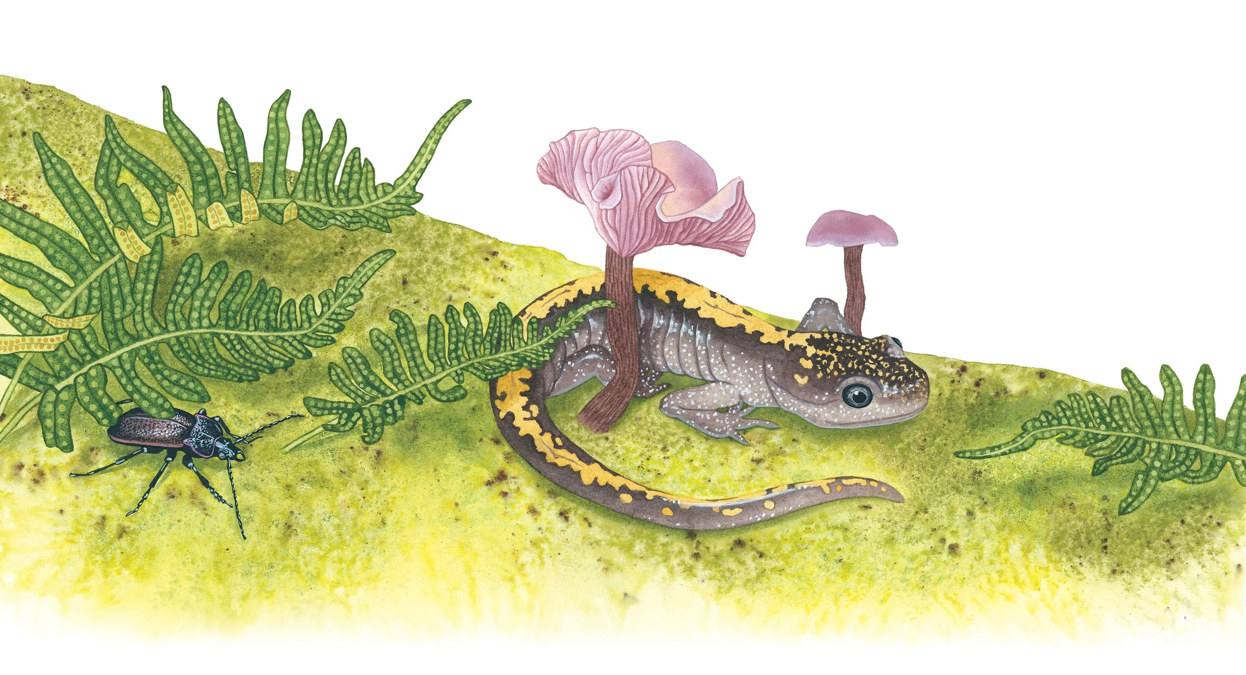 Forest_salamander.1.jpg