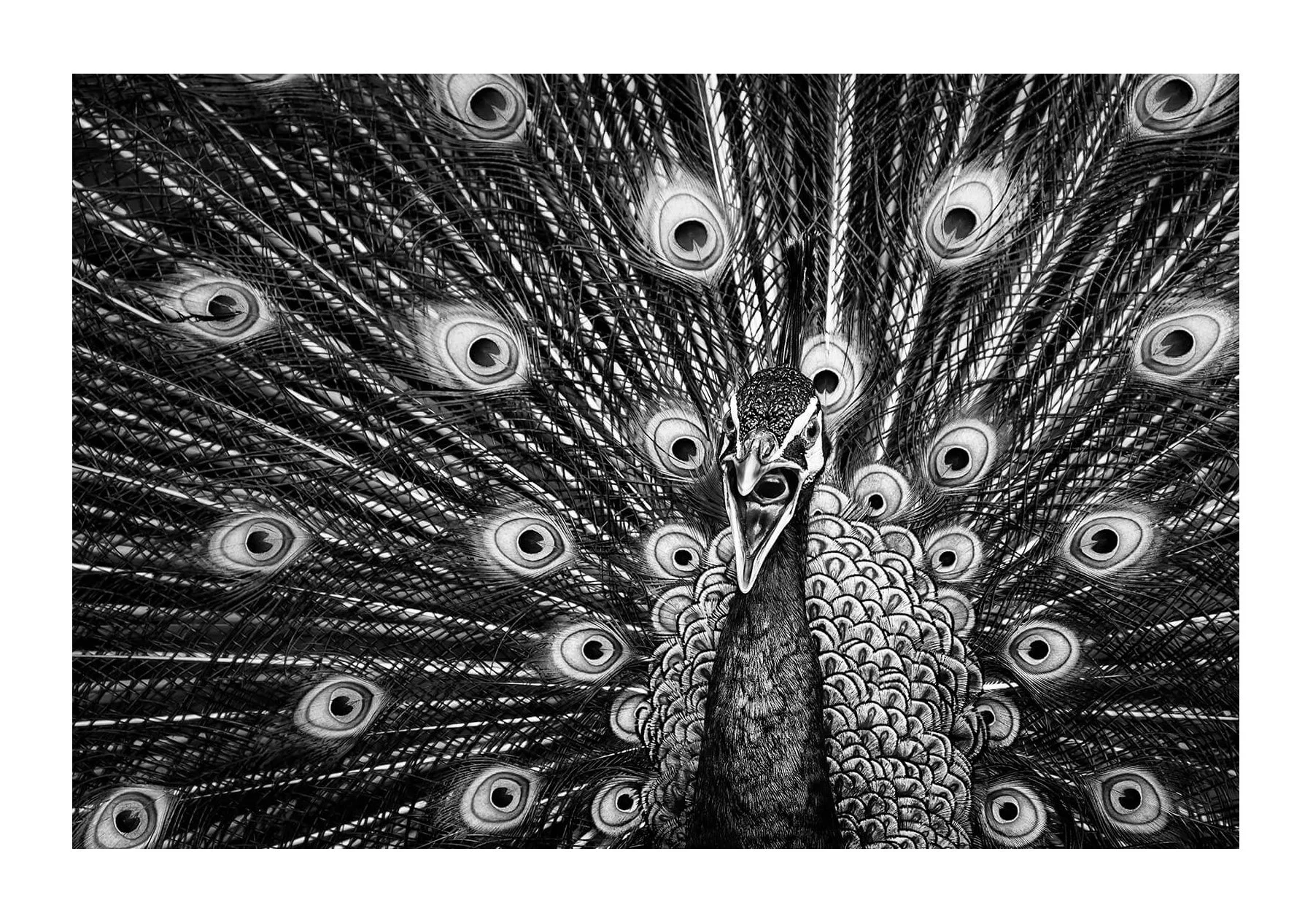 Kuala Lumpur, Malaisie — Au KL bird park, vue frontale d'un paon faisant la roue, le bec ouvert. Le contraste fait ressortir les détails des ocelles et des plumes du cou.