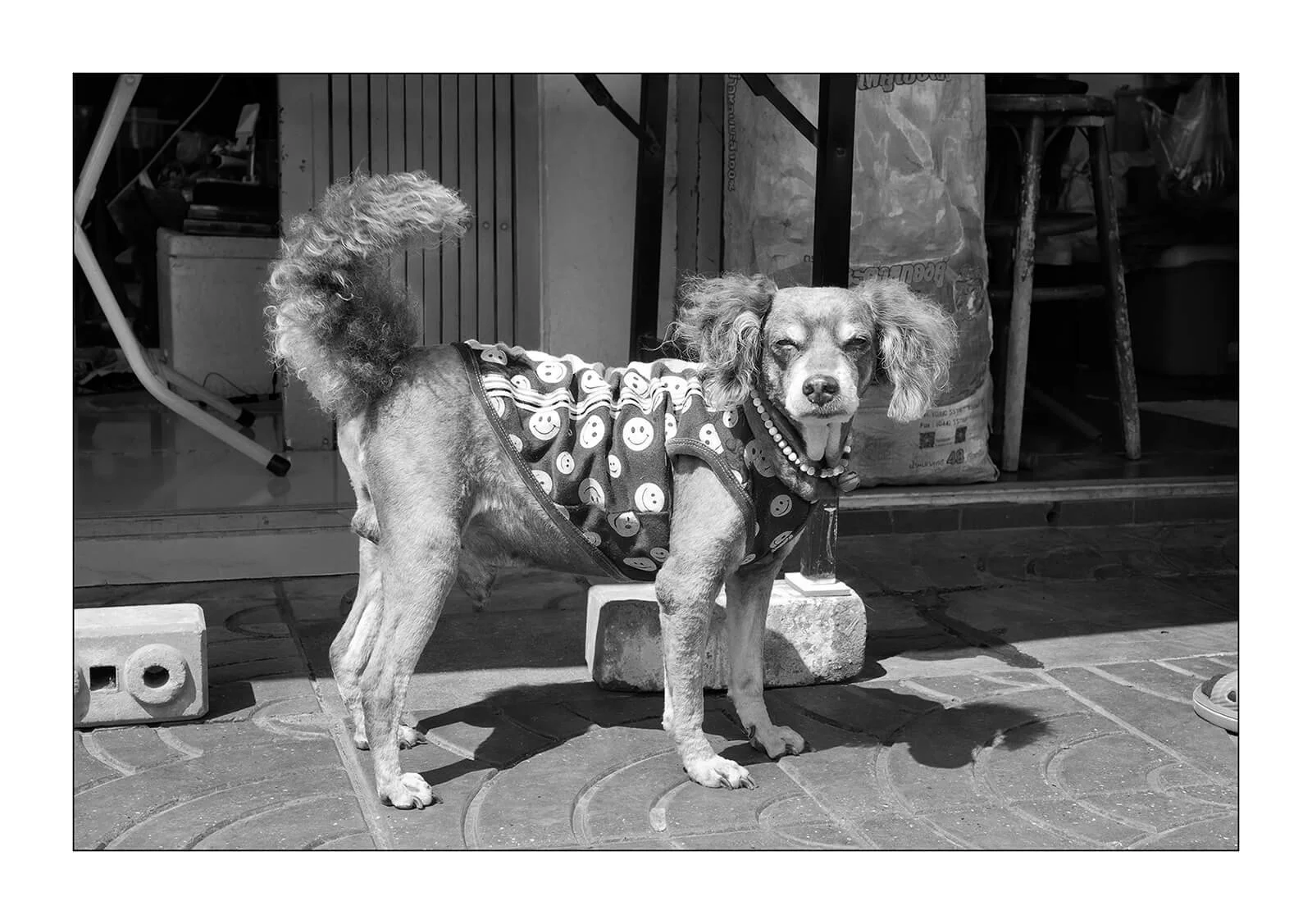 Bangkok, Thaïlande — Un chien portant un t-shirt en balade sur le trottoir. Une scène de rue typique témoignant du lien particulier entre les citadins et les chiens errants.